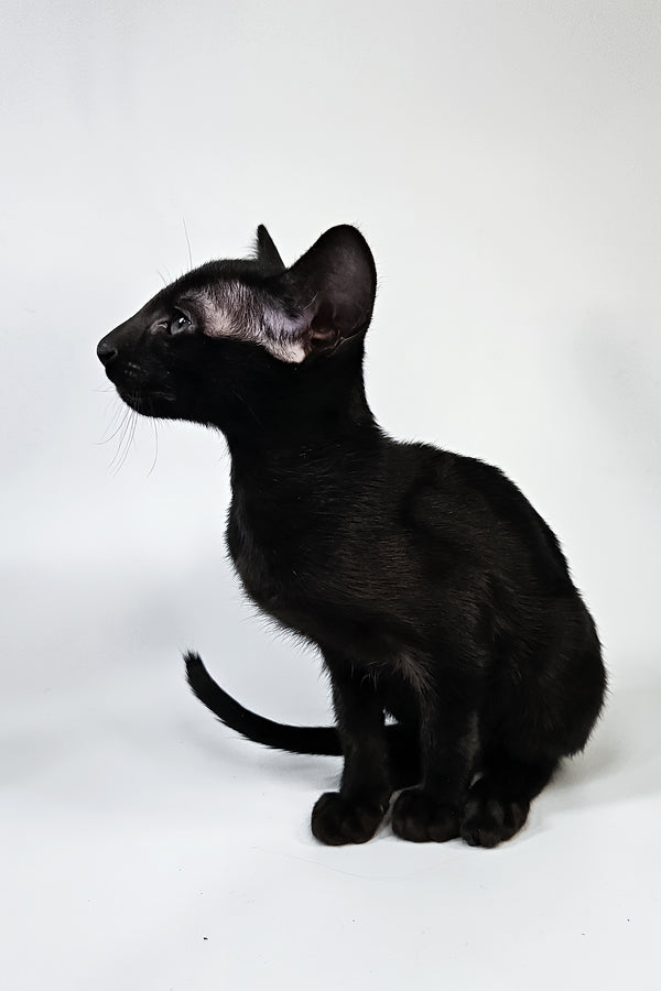 Melanica | Oriental Shorthair Kitten