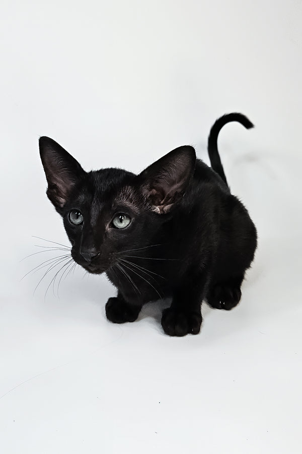 Melanica | Oriental Shorthair Kitten