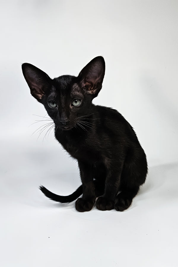 Melanica | Oriental Shorthair Kitten