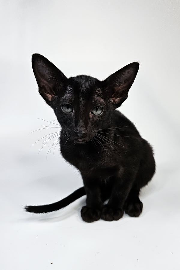 Melanica | Oriental Shorthair Kitten