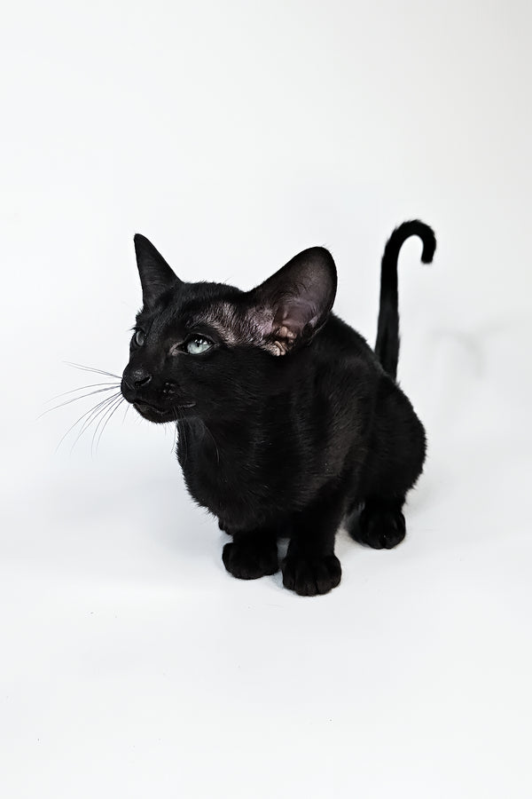 Melanica | Oriental Shorthair Kitten