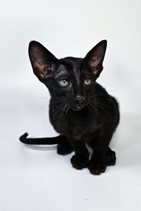 Melanica | Oriental Shorthair Kitten