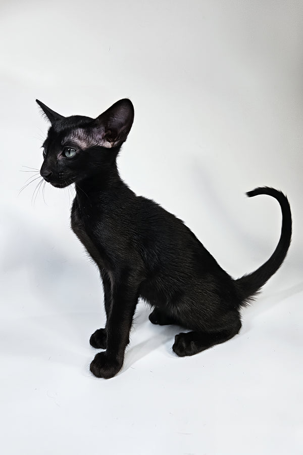Melanica | Oriental Shorthair Kitten