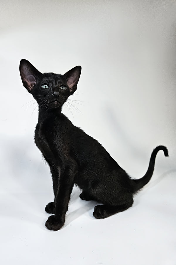 Melanica | Oriental Shorthair Kitten