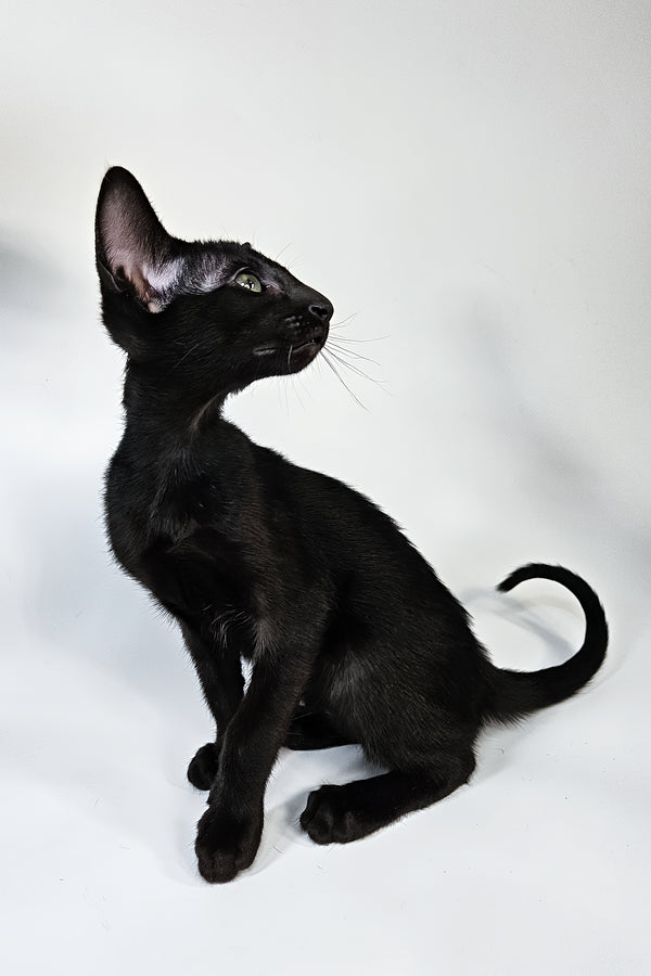 Melanica | Oriental Shorthair Kitten