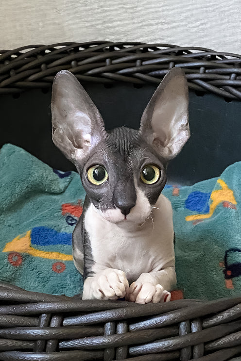 Melaniya | Cornish Rex Kitten