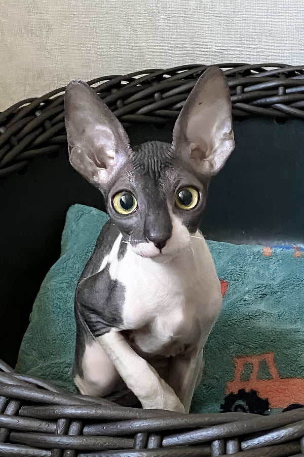 Melaniya | Cornish Rex Kitten