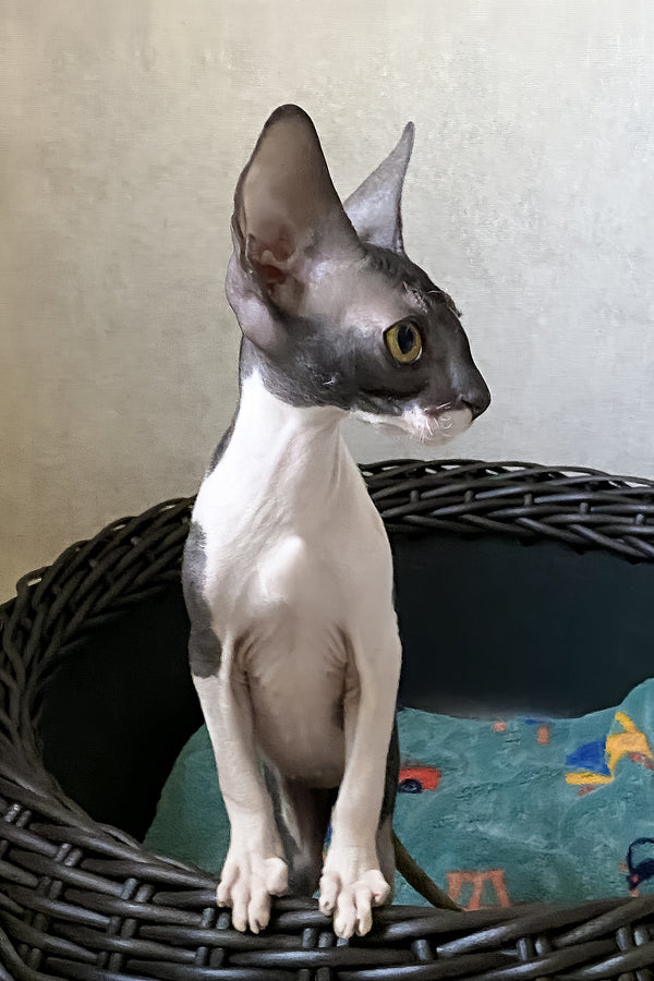 Melaniya | Cornish Rex Kitten