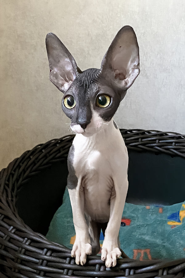 Melaniya | Cornish Rex Kitten