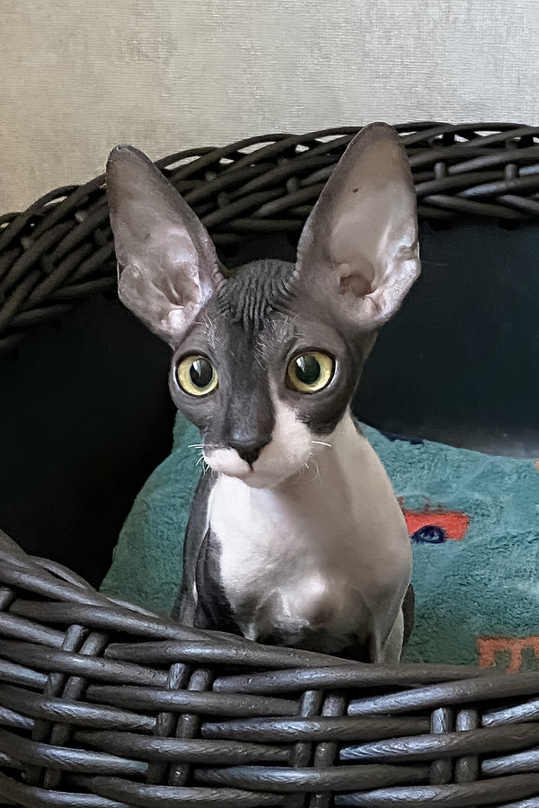Melaniya | Cornish Rex Kitten