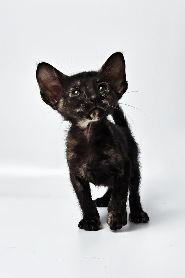 Melanka | Oriental Shorthair Kitten