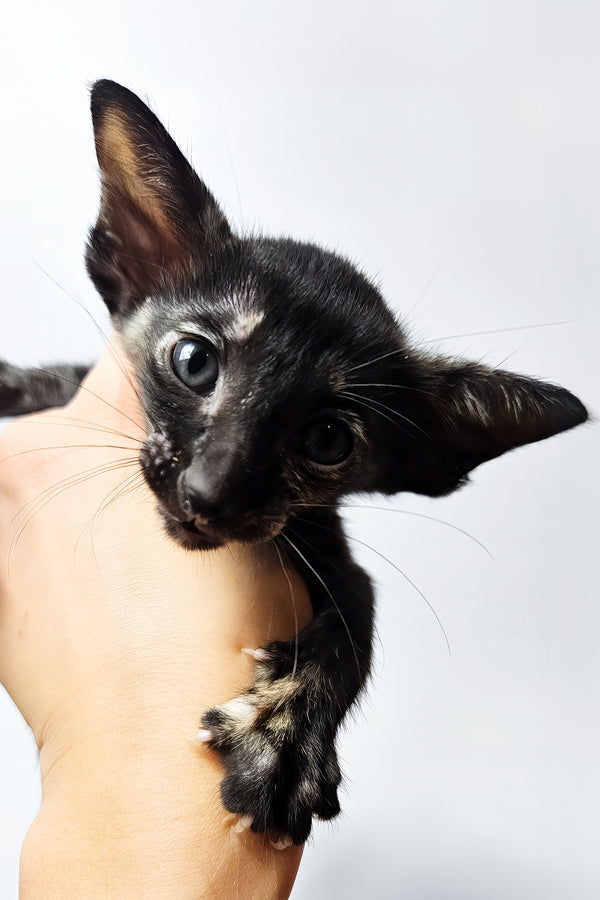 Melanka | Oriental Shorthair Kitten