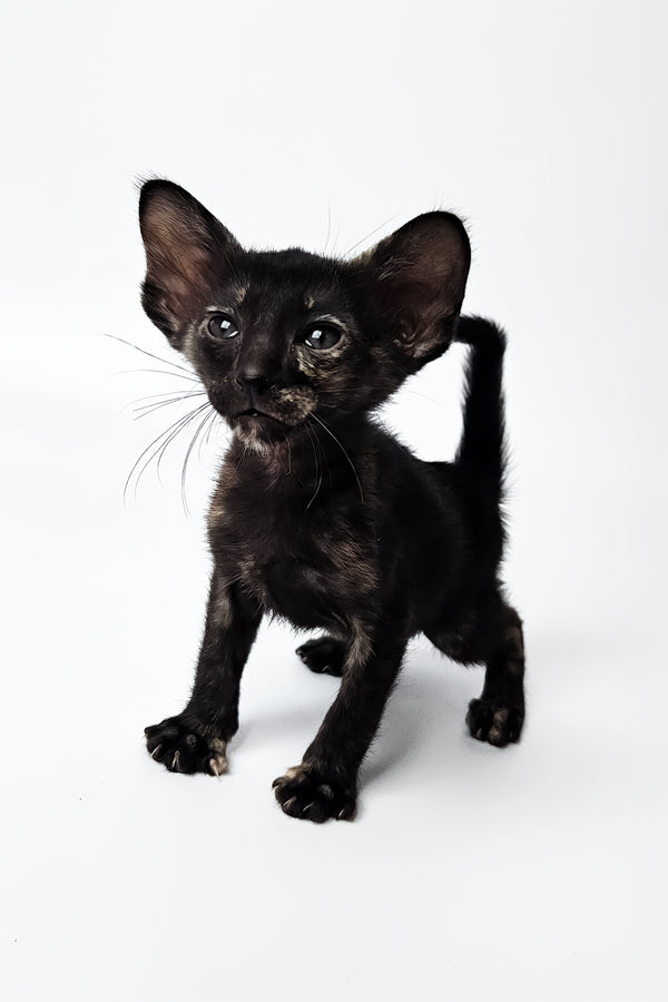 Melanka | Oriental Shorthair Kitten