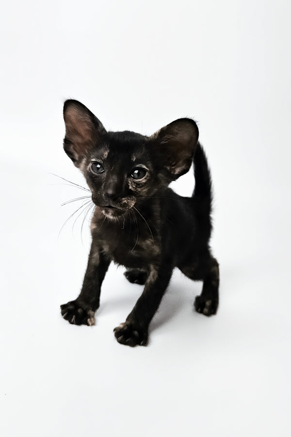 Melanka | Oriental Shorthair Kitten