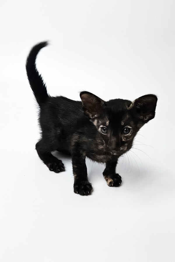 Melanka | Oriental Shorthair Kitten