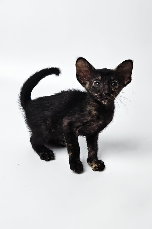 Melanka | Oriental Shorthair Kitten
