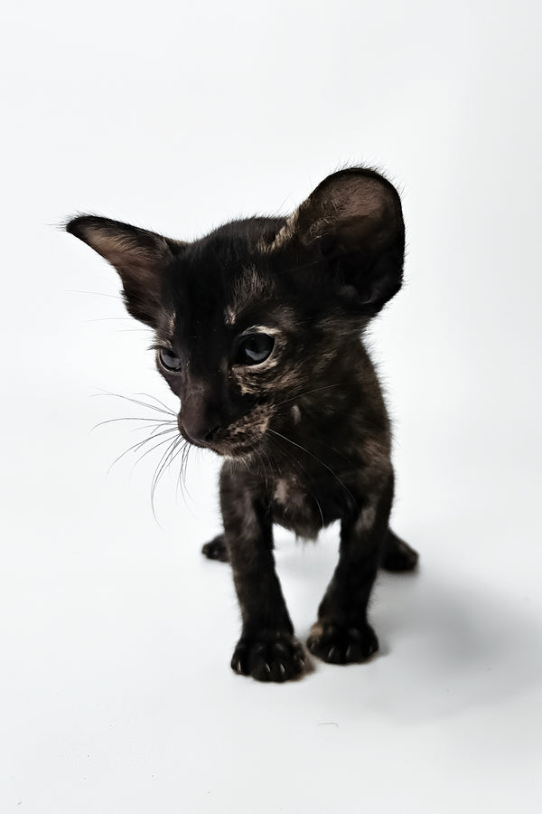 Melanka | Oriental Shorthair Kitten
