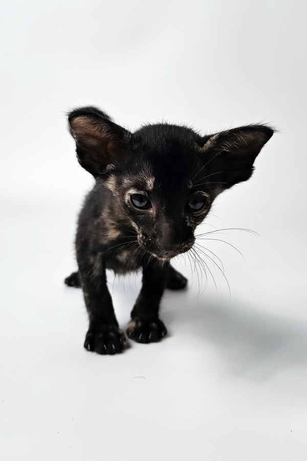 Melanka | Oriental Shorthair Kitten
