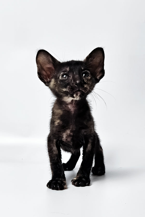 Melanka | Oriental Shorthair Kitten