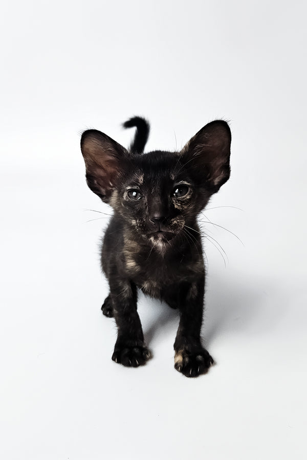 Melanka | Oriental Shorthair Kitten