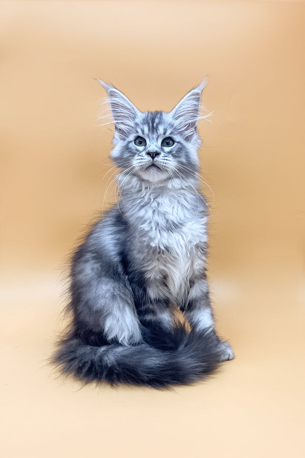 Melissa | Maine Coon Kitten