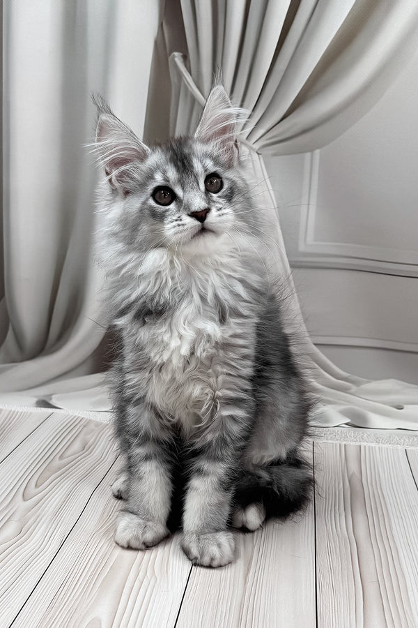 Melissa | Maine Coon Kitten