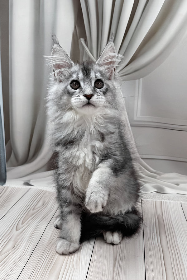 Melissa | Maine Coon Kitten