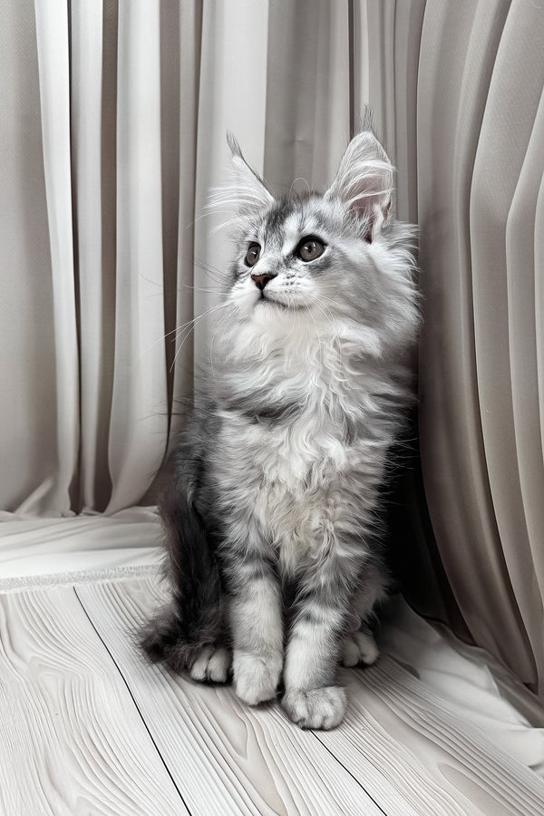Melissa | Maine Coon Kitten