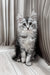 Melissa | Maine Coon Kitten
