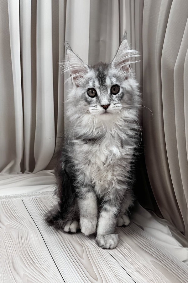 Melissa | Maine Coon Kitten