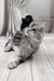 Melissa | Maine Coon Kitten