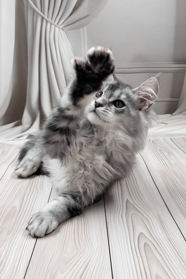 Melissa | Maine Coon Kitten