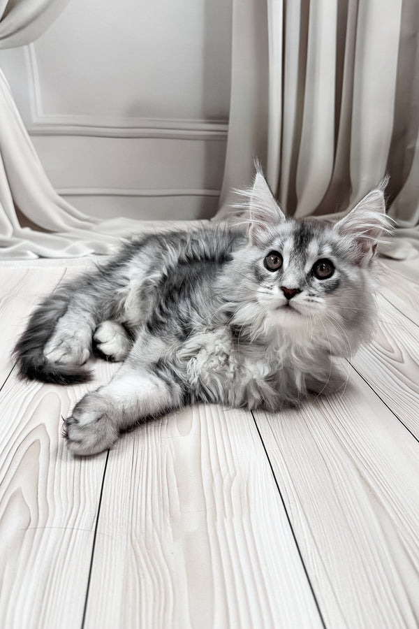 Melissa | Maine Coon Kitten