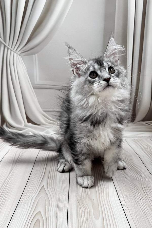 Melissa | Maine Coon Kitten