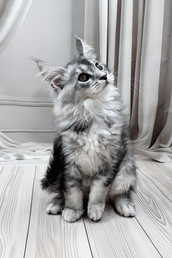 Melissa | Maine Coon Kitten