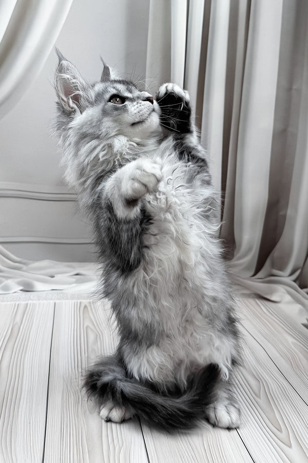 Melissa | Maine Coon Kitten