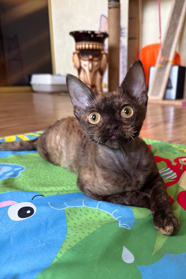 Melissa | Devon Rex Kitten