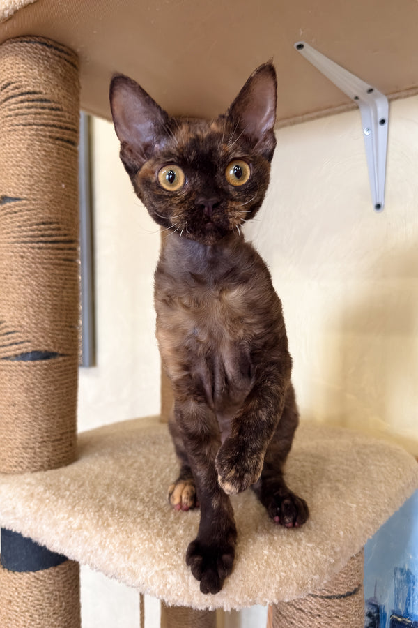Melissa | Devon Rex Kitten