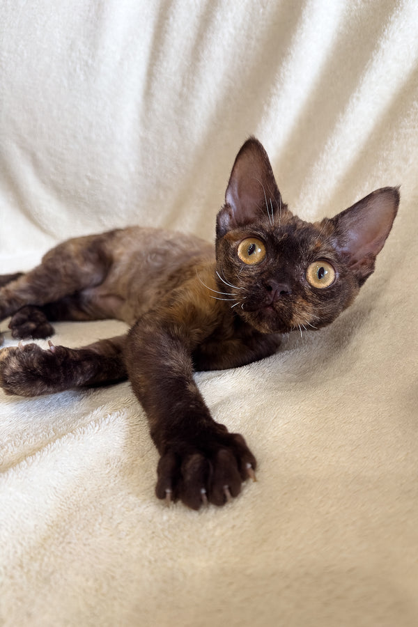 Melissa | Devon Rex Kitten