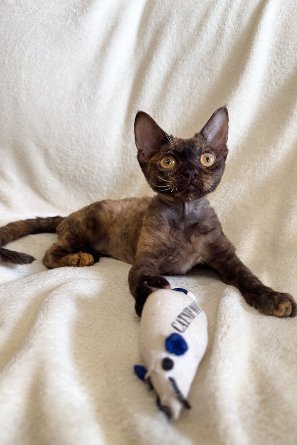 Melissa | Devon Rex Kitten