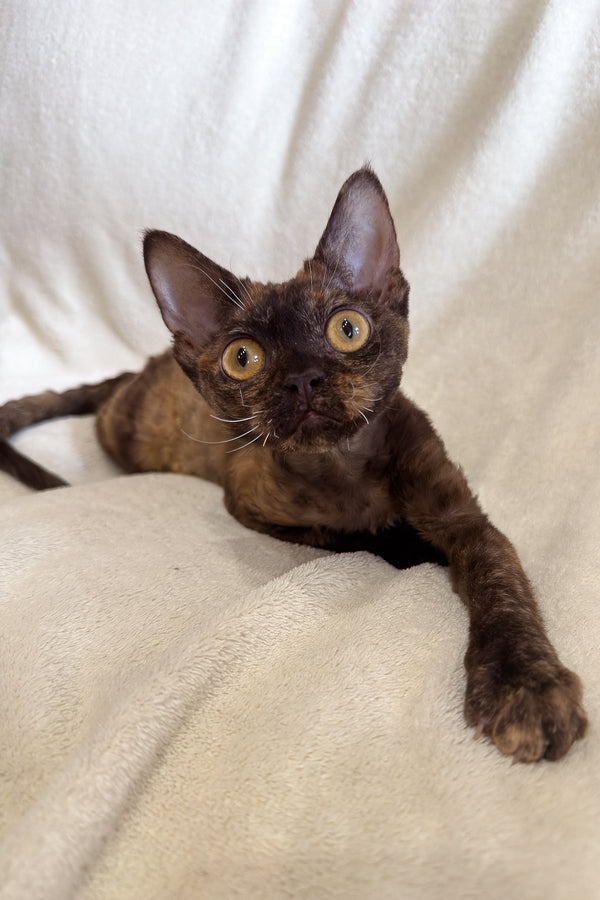 Melissa | Devon Rex Kitten