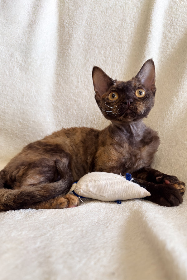 Tortoise Rex Melissa the Lovable Chocolate Tortoise Devon Rex Kitten