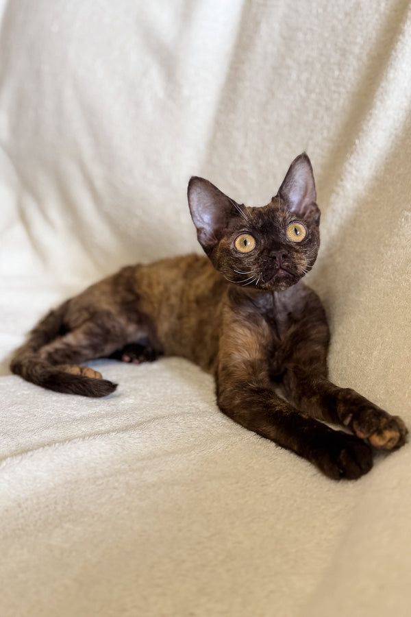 Tortoise Rex Melissa the Lovable Chocolate Tortoise Devon Rex Kitten
