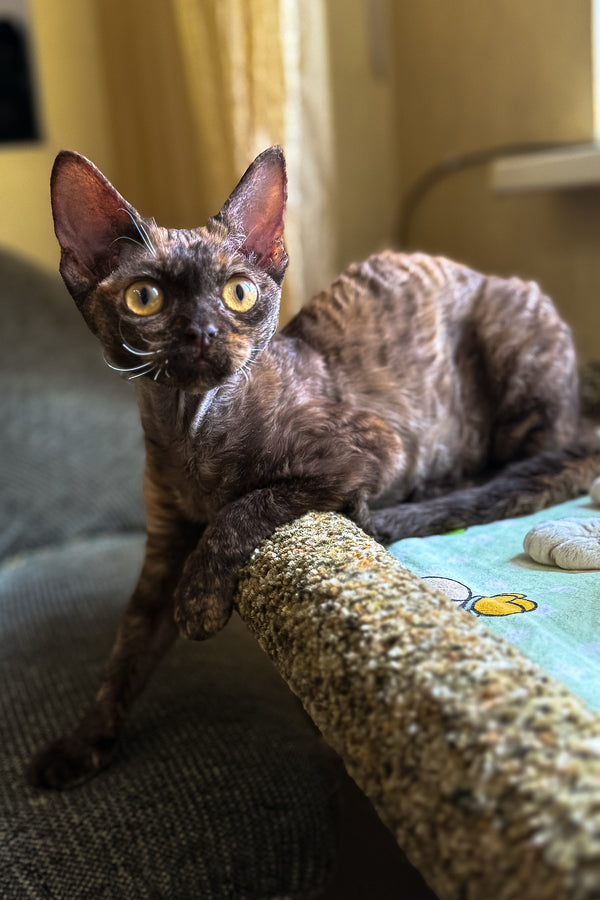 Melissa | Devon Rex Kitten