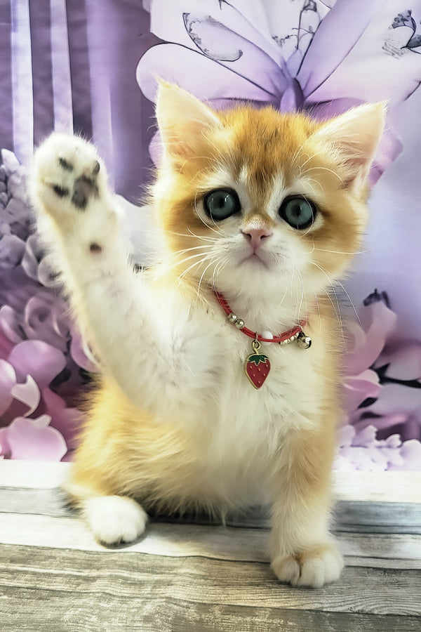 Melissa | British Shorthair Kitten