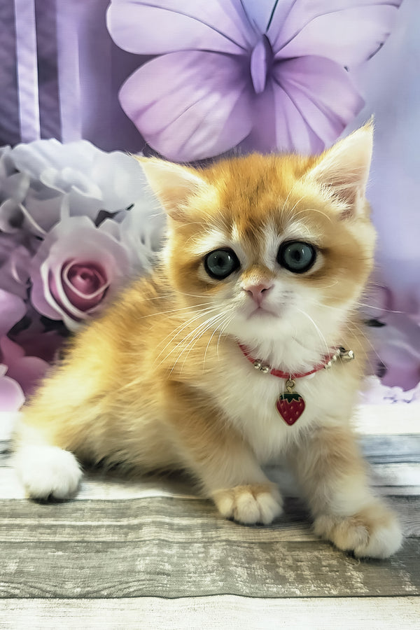 Melissa | British Shorthair Kitten