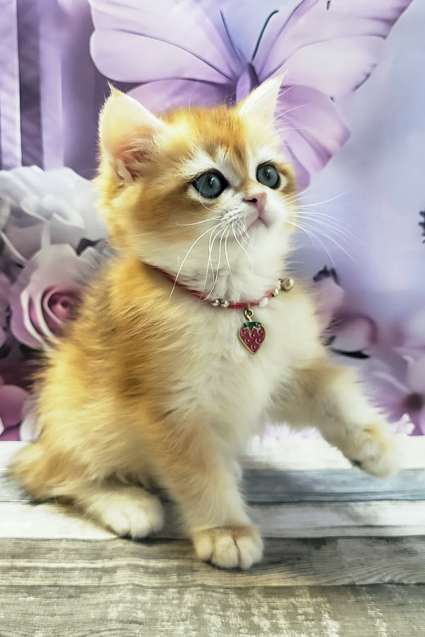 Melissa | British Shorthair Kitten