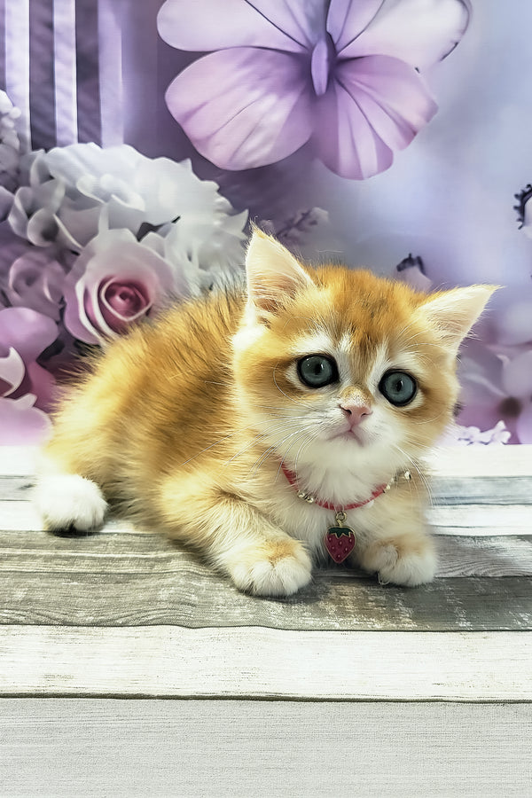 Melissa | British Shorthair Kitten