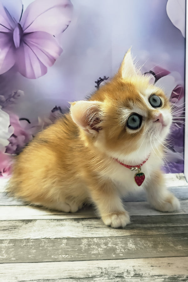 Melissa | British Shorthair Kitten