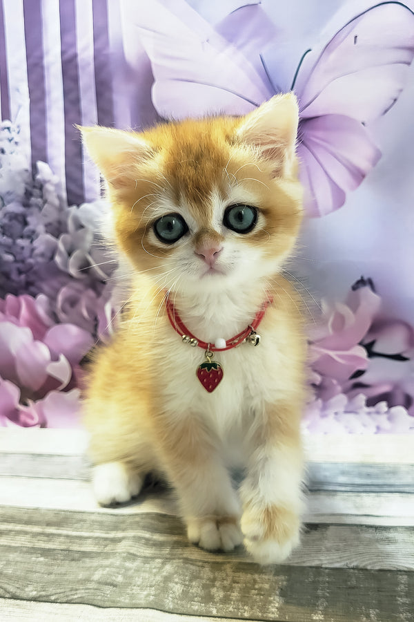 Melissa | British Shorthair Kitten